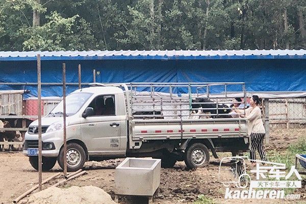 祥菱微卡正在裝牛中