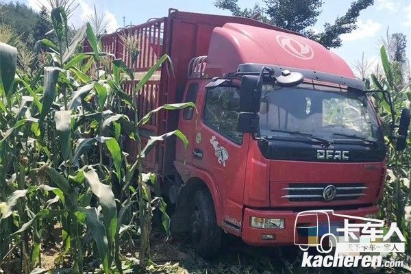 東風輕型車張偉的車在田間拉玉米