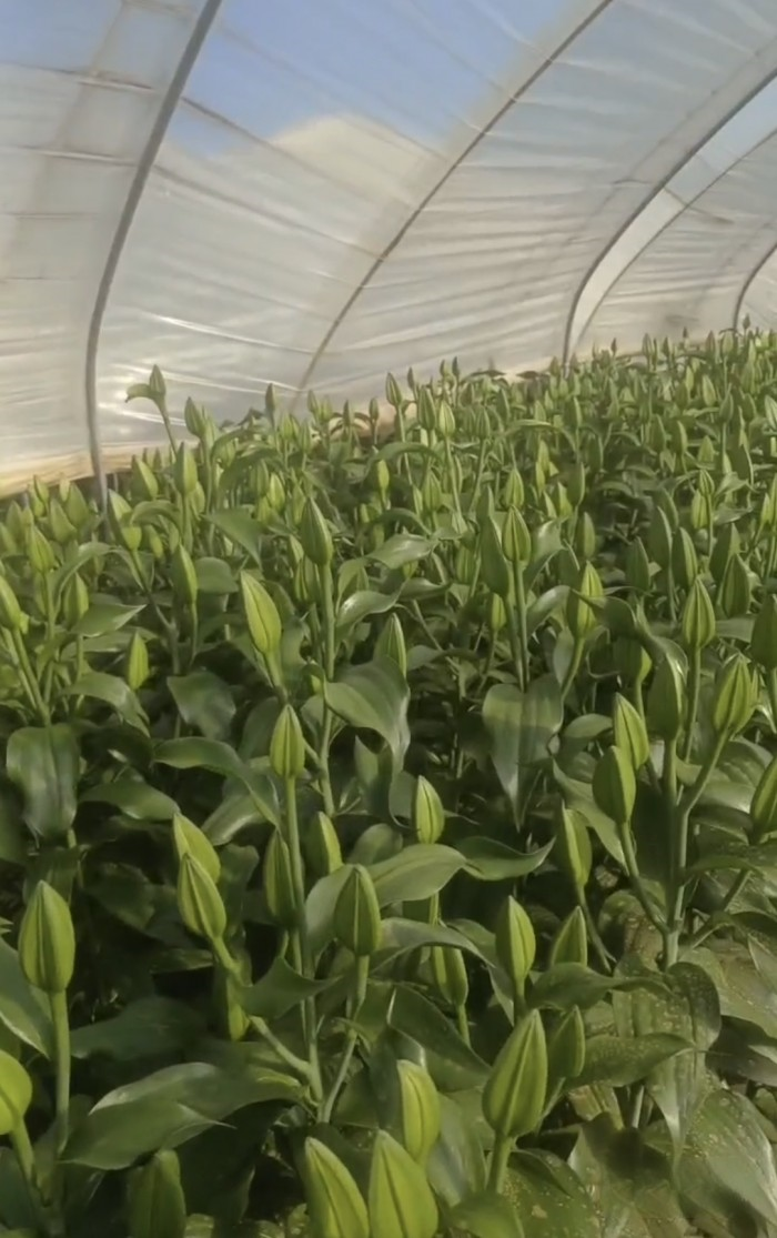 用戶故事 浪漫派送中,運花小哥姜師傅的幸福與Ta有關